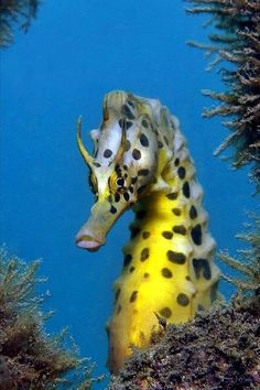 a close up of a sea horse under water