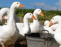 a group of white ducks standing next to each other near a metal bucket filled with water