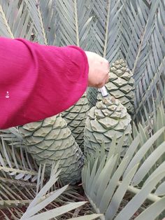 a person picking up some pine cones from a tree