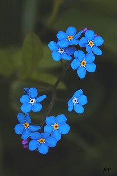 small blue flowers with yellow centers in the middle of green leaves on a dark background