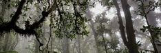 a forest filled with lots of trees covered in mossy plants and hanging from the branches