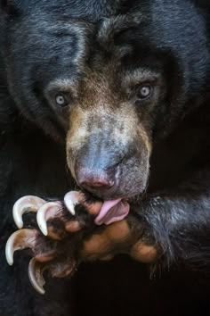 a large black bear holding something in its mouth with it's tongue and claws