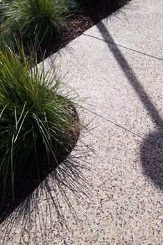 the shadow of a person standing on a sidewalk next to some grass and flowers in front of a building