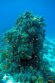 a coral reef with lots of fish swimming around it