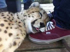 a cheetah laying on top of a red shoe