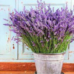 lavender flowers are in a bucket on the floor