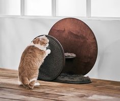 a cat standing on its hind legs in front of a round object that is sitting on top of a wooden table