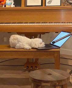 a small white dog laying on top of a wooden bench next to a laptop computer