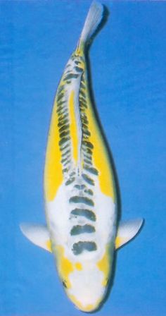 a yellow and white fish floating on top of blue water with its tail curled up