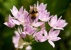 a bee sitting on top of a purple flower