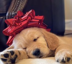 a puppy with a red bow on its head