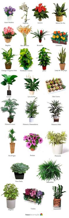 the different types of plants are shown in this image, and there is also an info sheet