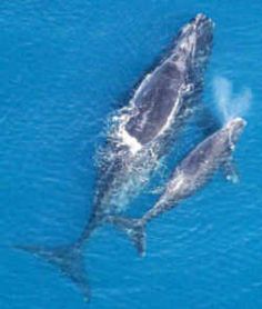 two dolphins swimming in the ocean together