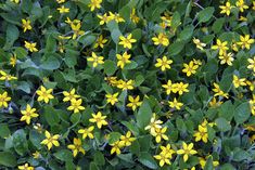 small yellow flowers are growing in the grass