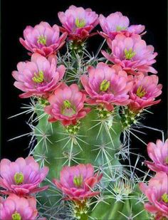 pink flowers blooming on the side of a cactus