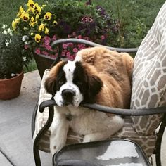 a brown and white dog sitting on top of a black chair next to potted plants