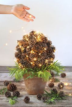 a potted plant with pine cones and lights in it on top of a wooden table