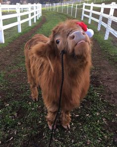 a brown cow with a santa hat on it's head