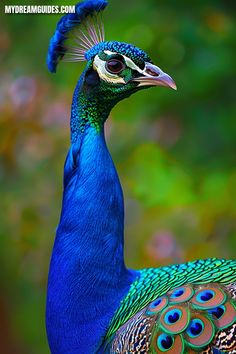 a peacock with blue feathers standing in front of green leaves and trees, looking to the side