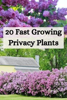 Looking to create privacy in your yard? Check out these 20 fast-growing privacy plants that will quickly provide a lush and green barrier, ensuring privacy and serenity in your outdoor space. Fast Growing Privacy Plants, Fast Growing Shrubs, Privacy Landscaping, Landscaping With Large Rocks, Front Yard Garden