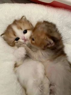 two kittens cuddle together on a fluffy white blanket