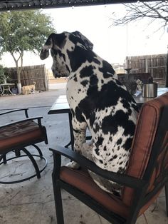 a dalmatian dog sitting on top of a brown chair next to a table