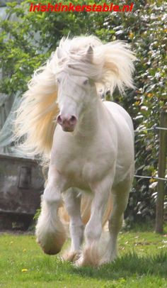 a white horse with blonde hair running in the grass