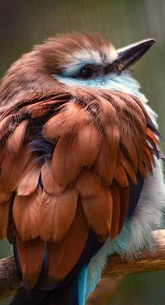 a colorful bird sitting on top of a wooden branch