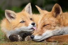 two foxes cuddle together in the grass