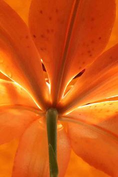 an orange flower with water droplets on it's petals and the center is illuminated by sunlight