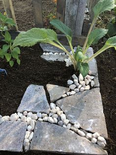 there is a plant growing out of the rocks in this garden bed that has been planted