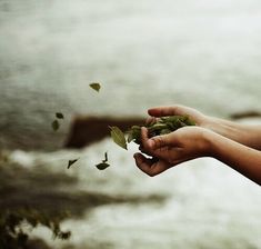 two hands are holding leaves near the water