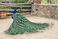 a peacock standing on top of a dirt field