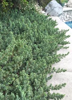 some green bushes next to a swimming pool