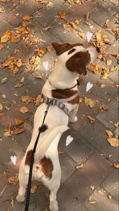 a brown and white dog standing on its hind legs