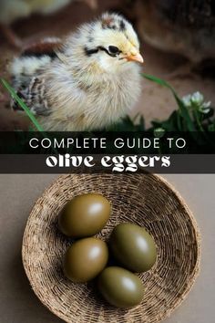 the complete guide to olive eggs