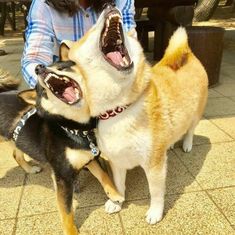 two dogs with their mouths open on the ground