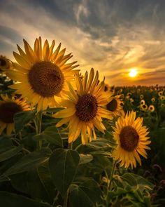 sunflowers are blooming in the field at sunset