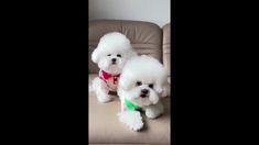 two small white dogs sitting on top of a couch