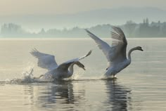 Swan Taking Flight, Swan Photography, Water Birds, Water Nature, Foto Art, Fantasy Aesthetic, Swan Lake, Swans