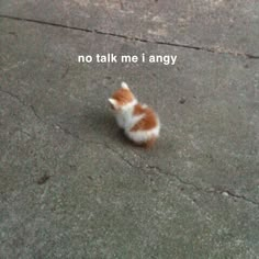 a small kitten sitting on top of a cement floor next to a sidewalk with the words, no talk me i angry