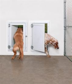 there are two dogs that are standing in the door way to their kennels