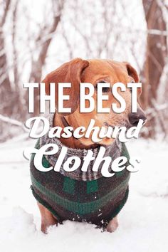 a brown dog wearing a green and black sweater with the words, the best dachshund clothes