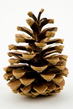 a large pine cone sitting on top of a white table