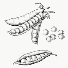 an image of peas and pods