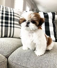 a small brown and white dog sitting on top of a couch