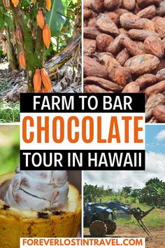 farm to bar chocolate tour in hawaii with text overlay that reads, farm to bar chocolate tour in hawaii