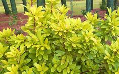 a bush with green leaves in front of some trees