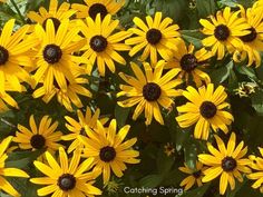 many yellow flowers with green leaves in the background