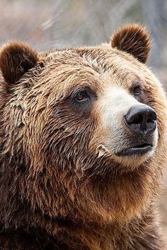 a large brown bear standing on top of a dry grass covered forest floor with trees in the background